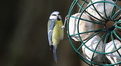 Fat & Suet Bird Feeders