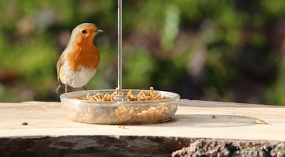 Mealworm Bird Feeders 