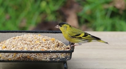Ground Feeders & Bird Tables