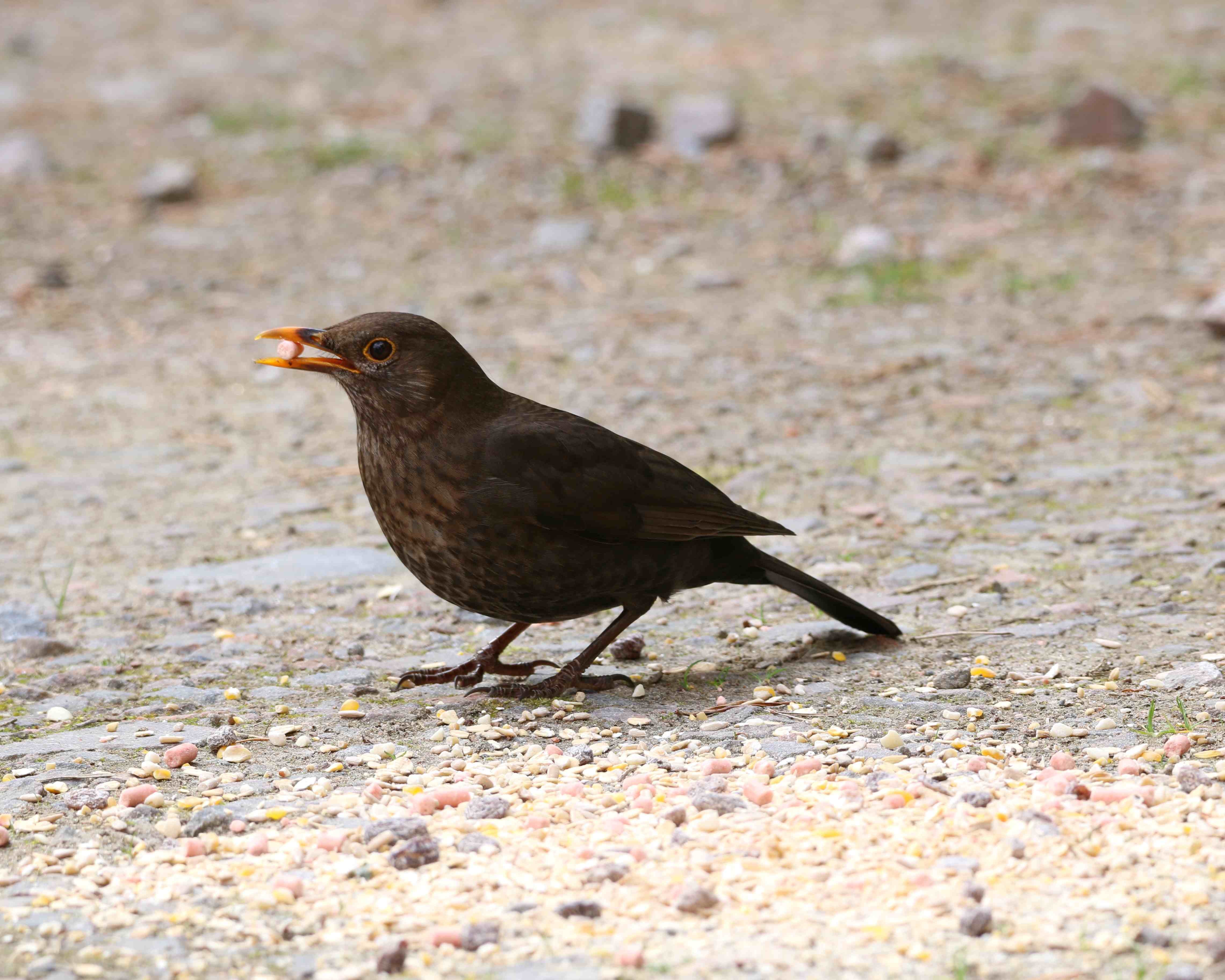Wild Bird Seed Mixes