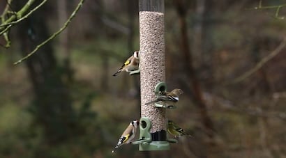 Bird Seed Feeders