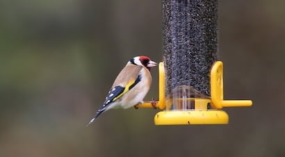 Niger Seed Feeders