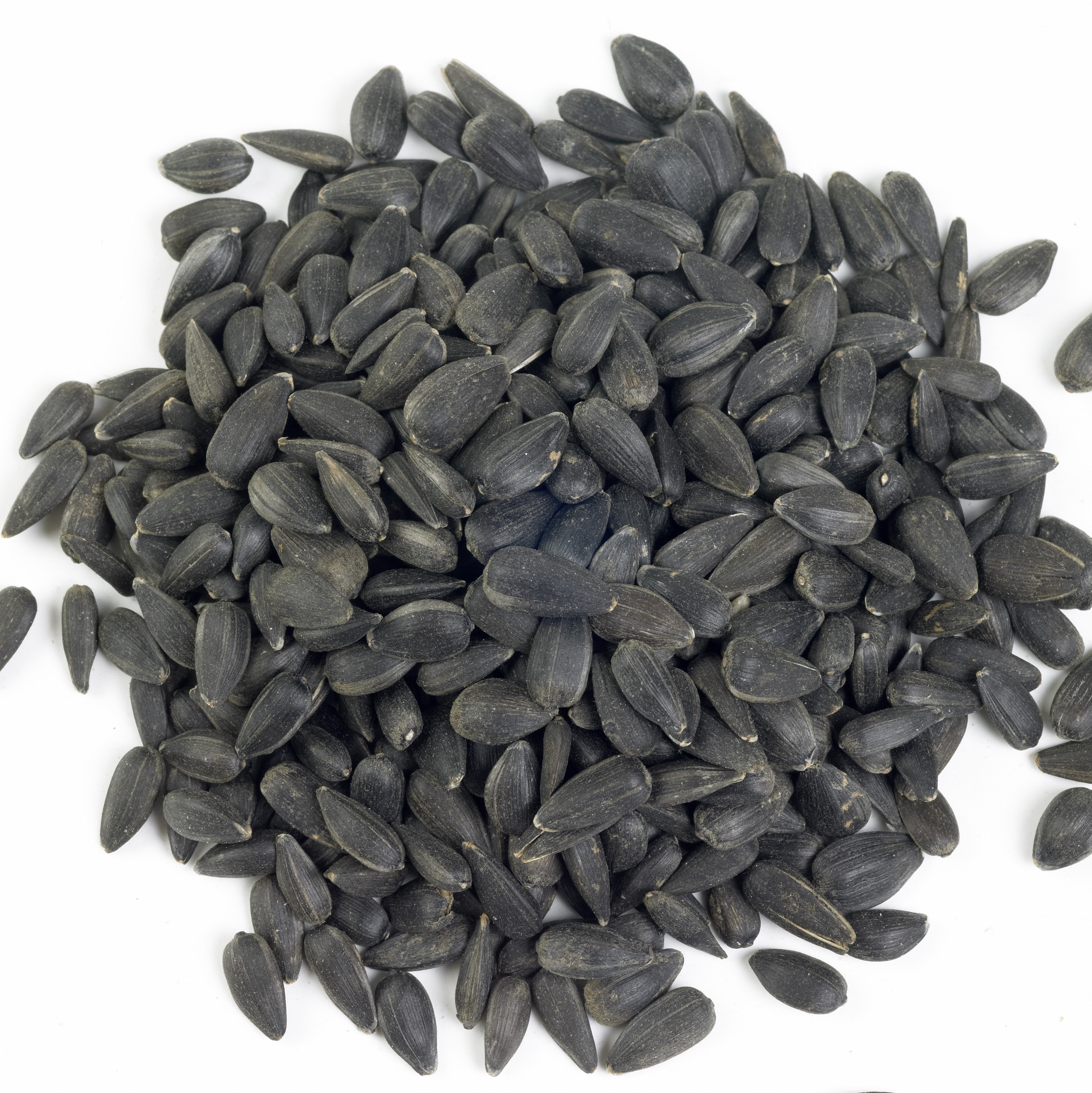 Black Sunflower Seeds for Wild Birds Buy Online at Vine