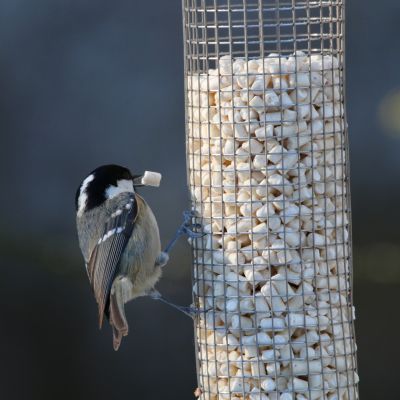 Bird Lover's Suet Set