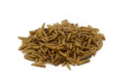 Dried Calci Worms 500g