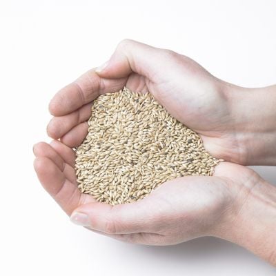 Canary Seed