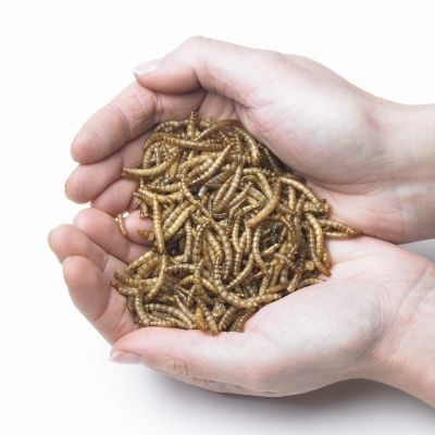 Live Mealworms