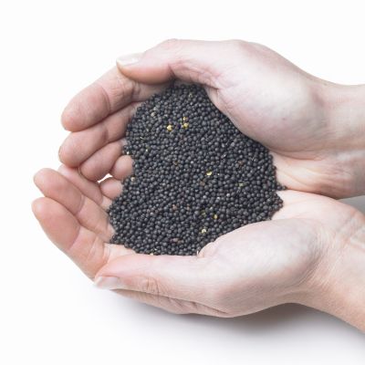 Oil Seed Rape Bird Seed-13Kg