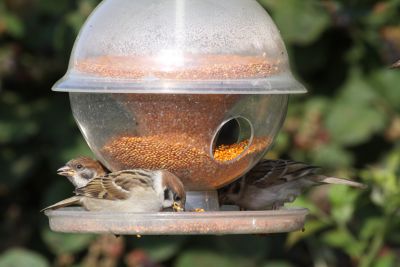 Plastic Seed Globe Feeder With Tray