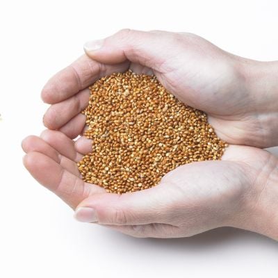 Red Millet