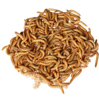 Live Mealworms-1Kg