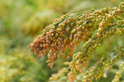 Green Millet