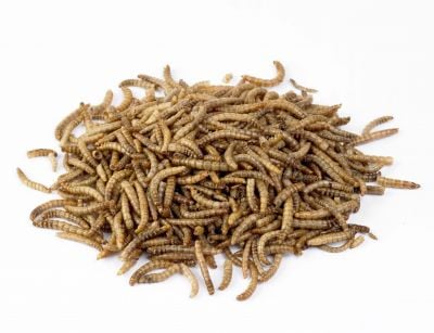 Dried Mealworms