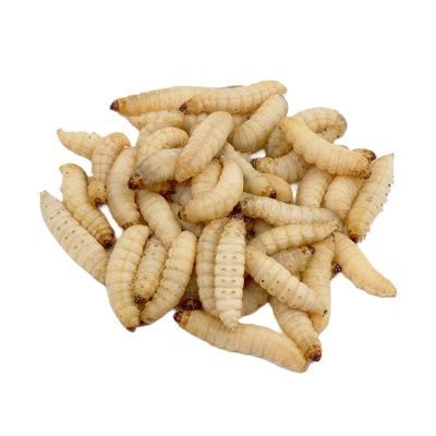 Waxworms-1 x tub