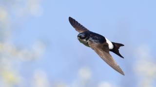Common,House,Martin,(delichon,Urbicum),Flying,Over,Blue,Sky,With