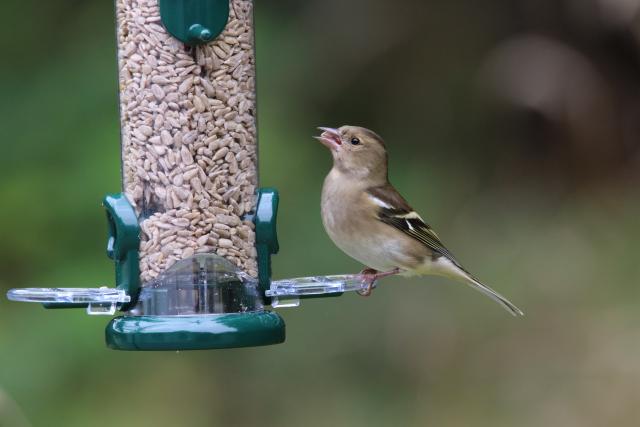 Buy Bird Food in the UK  Quality Wild Bird Food Selection