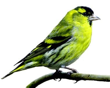 Siskin