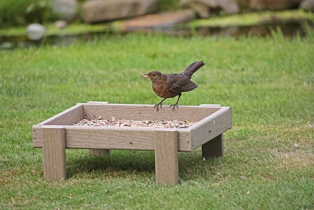 Ground feeding