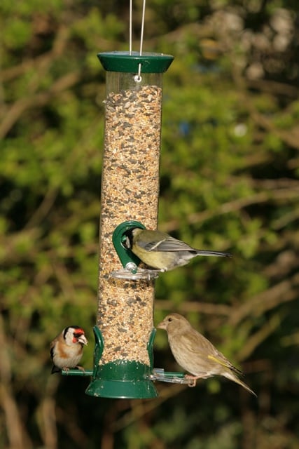 thumbnail image 2 of Wild Bird Feed – USA-Made Unbranded Bird Seed – Attract Local Birds To Your Yard 2 of 5