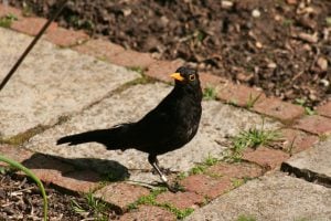 Male Blackbird with bright yellow bill