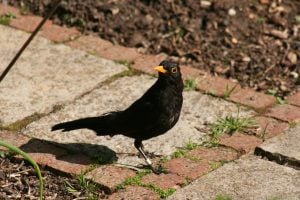 Male Blackbird with bright yellow bill 