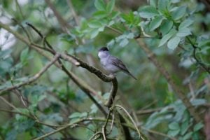 Climate change and food availability improves Blackcap population