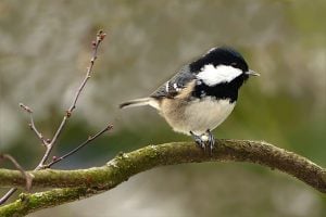 The Caching Coal Tit