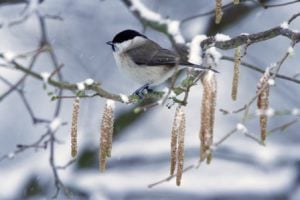 Is your garden wildlife-ready for winter?