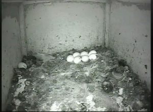 Our Barn Owl now has seven eggs