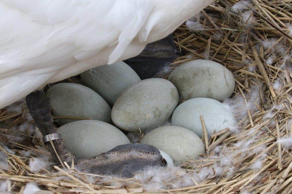 Swans are now sitting on eggs