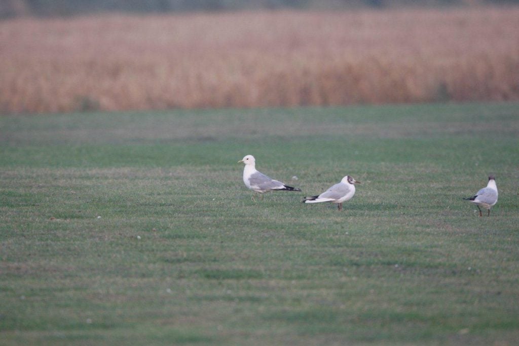 A Common Gull visits