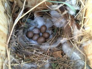 Tree Sparrow nest