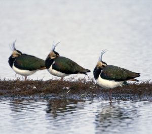 Lapwings