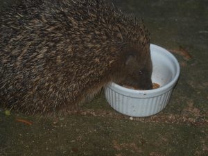 How to Prepare Your Garden for Hedgehog Hibernation
