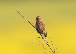 Linnets on the move