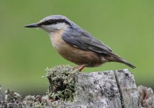 The Special Nuthatch