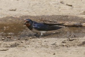 Swallow collecting mud for its nest 