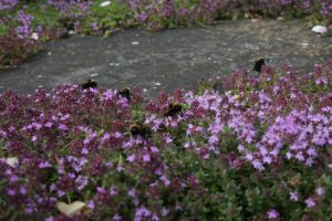 Buzzing bees