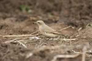 Keeping an eye out for the first of our summer migrant birds