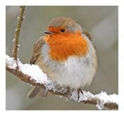 Now is the time to increase the food supply for the birds in your garden