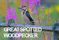 spotted woodpeckers