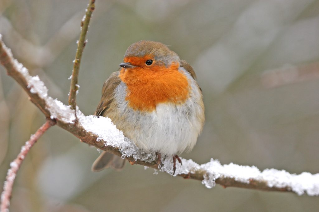 Festive cheer with all-things garden birds