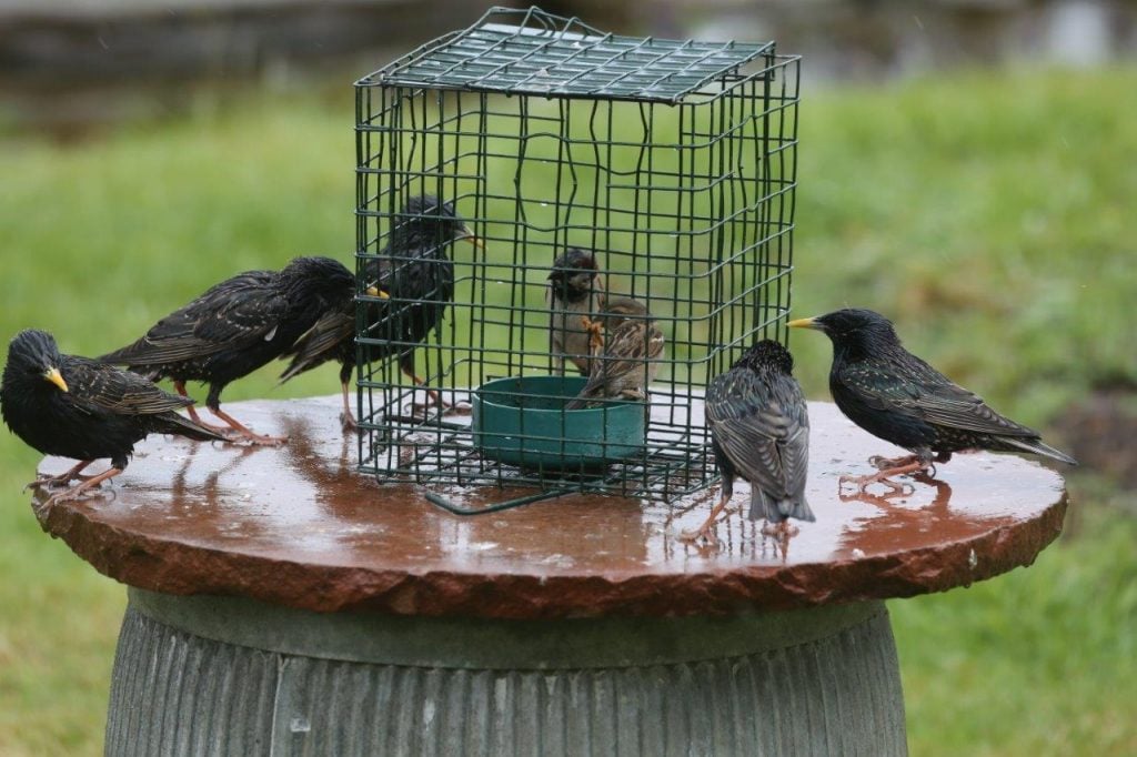 Early Spring feeding for the birds in our gardens