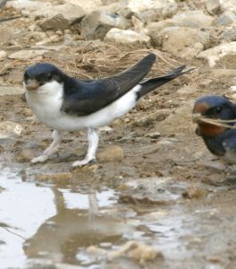 House martin collecting mud 