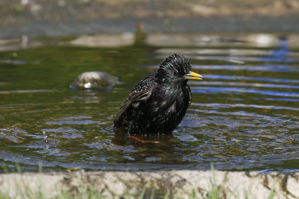 How to Help Garden Birds & Wildlife in Hot & Dry Weather