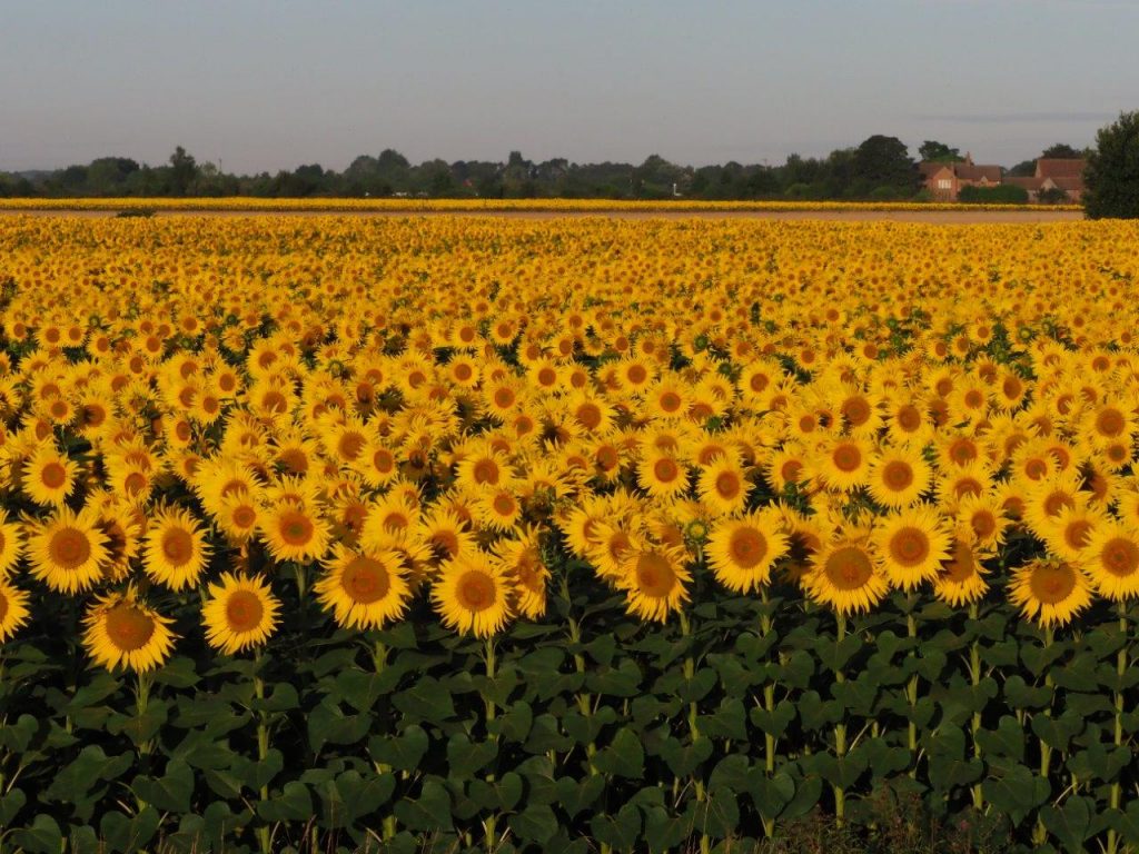 How to Grow & Care for Sunflowers