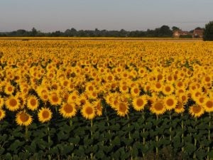 How to Grow & Care for Sunflowers