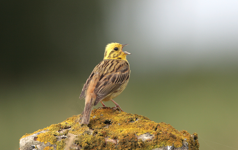 Yellowhammer