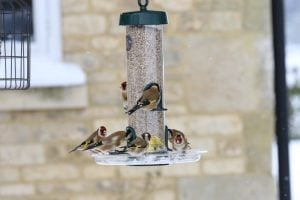 BTO confirms what we already believed: feeding the birds in your garden increases their numbers