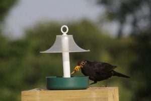 Only feed dried mealworms at this time of year if they're firstly soaked in water